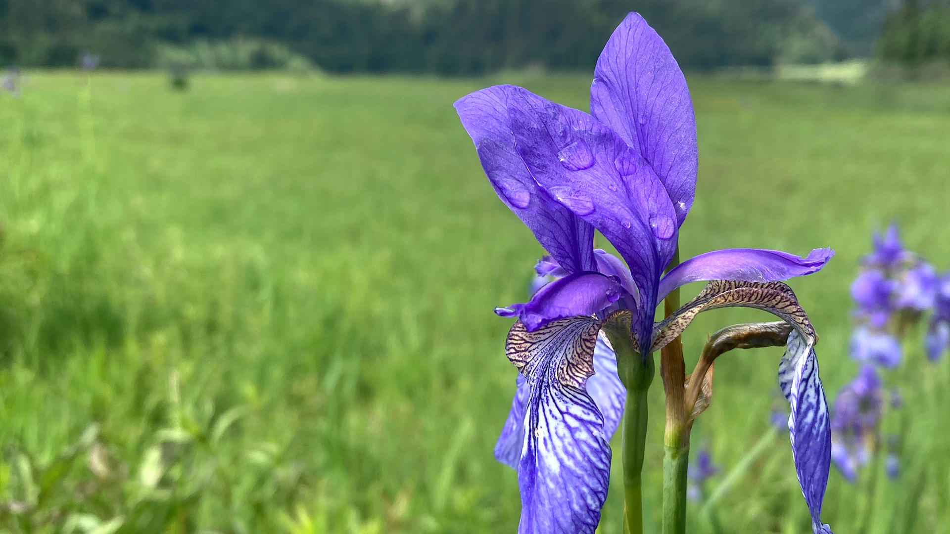 Sibirische Schwertlilie: Die Sibirische Schwertlilie verwandelt im Frühsommer die nassen Pfeifengraswiesen im Chiemgau in ein leuchtendes Blütenmeer – ein seltenes Naturhighlight dieser besonderen Lebensräume.