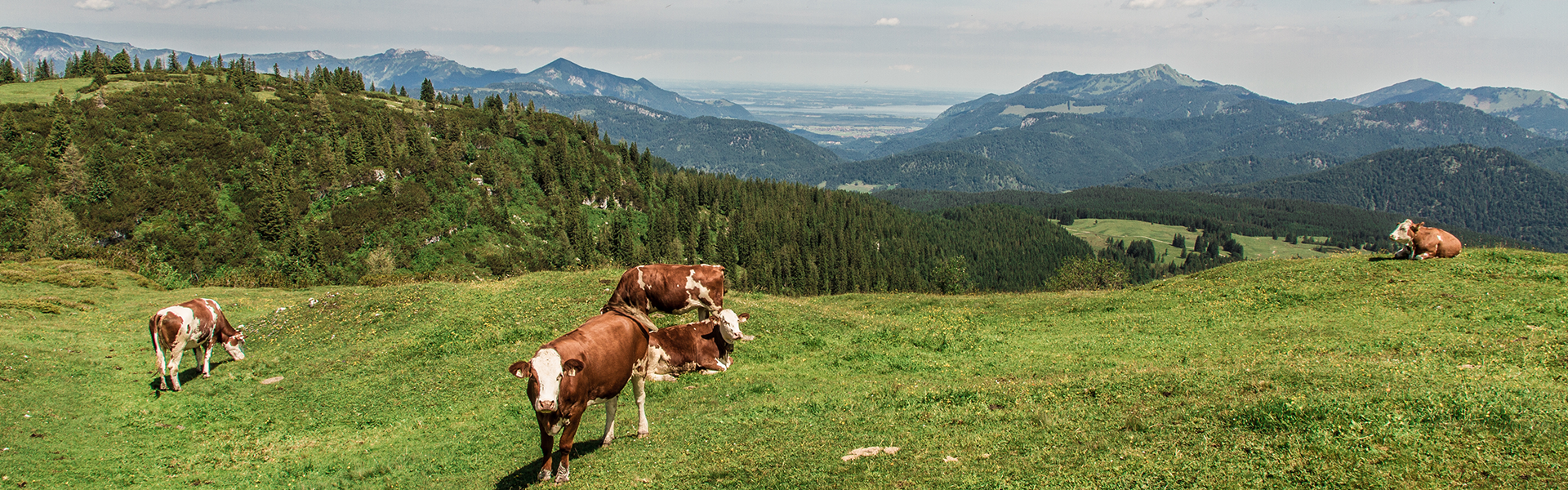 Kühe auf der Almwiese mit Chiemseeblick im Sommer.