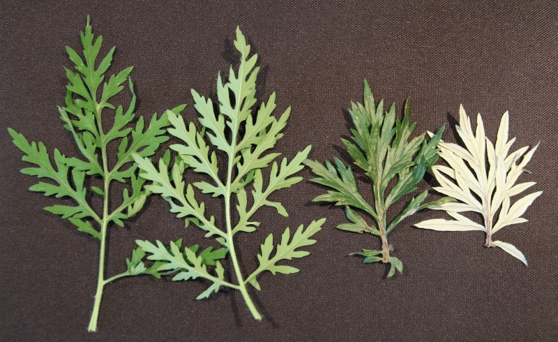 ©Landratsamt Traunstein/Markus Breier: Wenn man die Blätter der Ambrosia mit dem heimischen Beifuß vergleicht, kann eine Verwechslung ausgeschlossen werden.