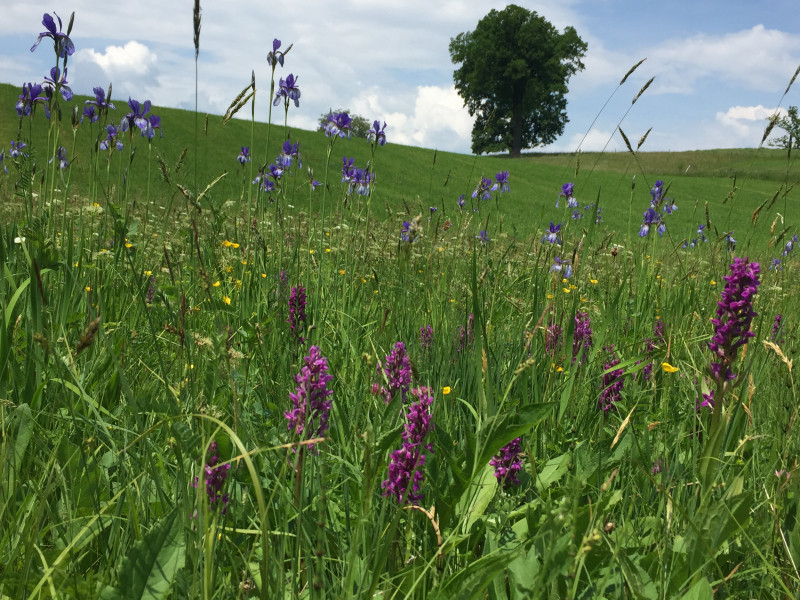Artenreiche Streuwiese der „Ewigen Sau“ ©Gabby Müggenburg