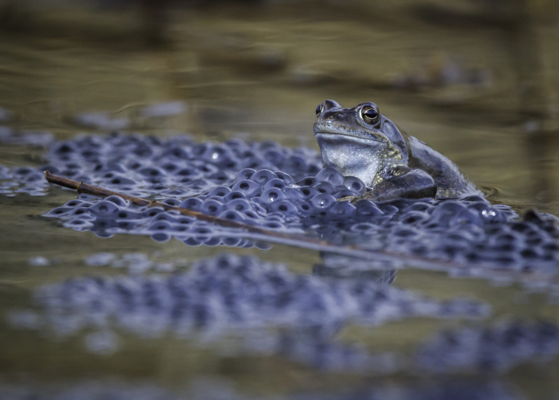 Ein Frosch inmitten seines Laichs: Mit den ersten milden Nächten beginnt wieder die Frühjahrswanderung der Amphibien zu ihren Laichgewässern. ©Landratsamt Traunstein