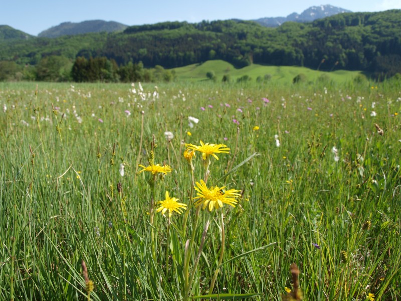© Landratsamt Traunstein: Der Vertragsnaturschutz fördert blühende Wiesen wie hier im Bergener Moos, die eine außergewöhnliche Vielfalt von Pflanzen- und Tierarten beherbergen.