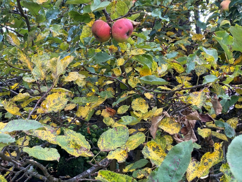 Marssonina-Blattfallkrankheit an einem Apfelbaum © Markus Breier