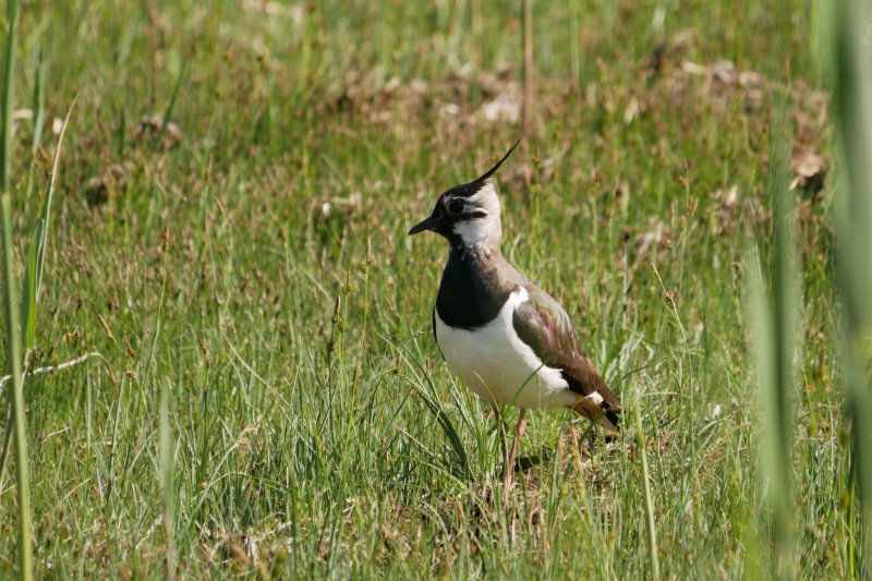 Der Kiebitz gehört zu den seltenen Wiesenbrütern, die auf ungestörte Brutgebiete angewiesen sind. (Foto: Johannes Almer)