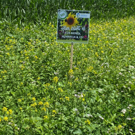 Für Bienen, Hummeln & Co – so sehen die Blühflächen im Landkreis Traunstein aus. 