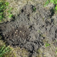 ©Landratsamt Traunstein: Die wirkungsvollste Bekämpfung der Engerlinge ist das Absammeln der Käferlarven, dann können sich diese Exemplare nicht verpuppen und als Käfer neue Eier ablegen. Aber dafür muss man selbst graben.