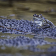 Ein Frosch inmitten seines Laichs: Mit den ersten milden Nächten beginnt wieder die Frühjahrswanderung der Amphibien zu ihren Laichgewässern. ©Landratsamt Traunstein