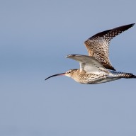 © Annette Schulten: Der Große Brachvogel ist als Brutvogel im Landkreis Traunstein nur noch im Bergner Moos vertreten.
