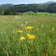 © Landratsamt Traunstein: Der Vertragsnaturschutz fördert blühende Wiesen wie hier im Bergener Moos, die eine außergewöhnliche Vielfalt von Pflanzen- und Tierarten beherbergen.