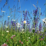 Extensive Heuwiese im Rahmen des Vertragsnaturschutzprogramms ©Landratsamt Traunstein