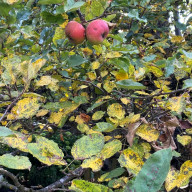 Marssonina-Blattfallkrankheit an einem Apfelbaum © Markus Breier
