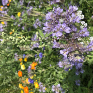 Zu sehen ist eine Phacelia. Dabei handelt es sich um eine besonders bienenfreundliche Blume, auch Bienenfreund oder Bienenweide genannt.