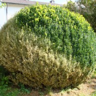 © Landratsamt Traunstein: Der Zünsler hat die halbe Kugel schon zerfressen.