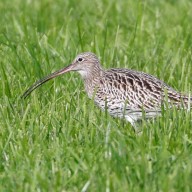 Der Große Brachvogel ist bayernweit vom Aussterben bedroht. Eines seiner letzten Brutvorkommen findet sich noch im Bergener Moos. ©Hans Wolf