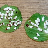 Die Unterseite zweier Hortensienblätter mit der Wollschildlaus. ©Landratsamt Traunstein  