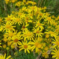 Das Jakobskreuzkraut in der Blüte ©Markus Breier