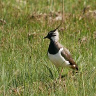 Der Kiebitz gehört zu den seltenen Wiesenbrütern, die auf ungestörte Brutgebiete angewiesen sind. (Foto: Johannes Almer)