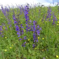 Beispiel einer artenreichen Wiese